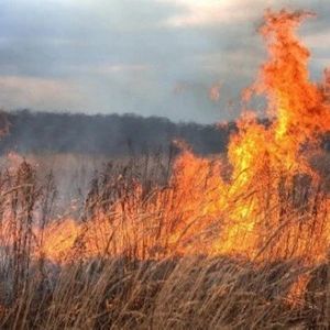 Сухая трава - не мусор, а угроза: почему палы приводят к катастрофам
